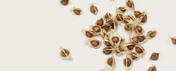 Moringa Tree Seeds