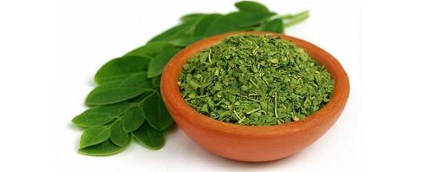 Will Moringa Tree Help You Lose Weight?