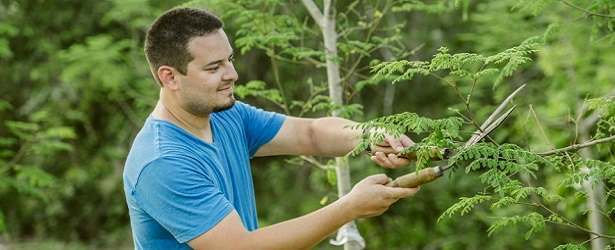 Is Moringa Tree a Perfect Food?