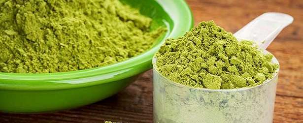 How Can You Use Moringa Oleifera?