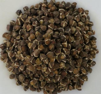 Moringa Tree Seeds