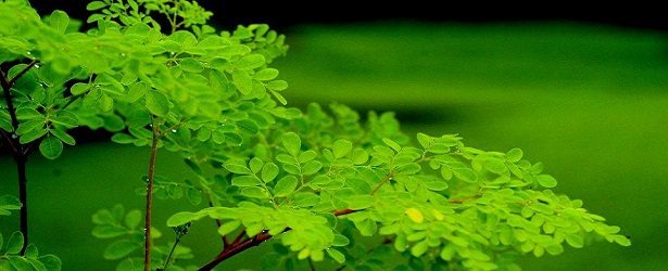 Moringa, a Marvel of a Tree