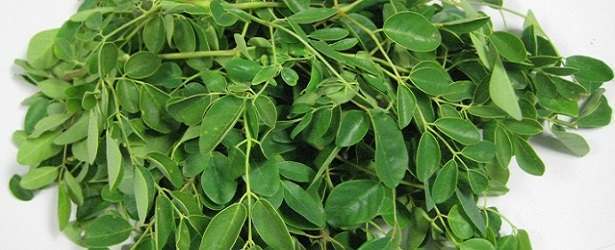 Moringa Tree and Allergies