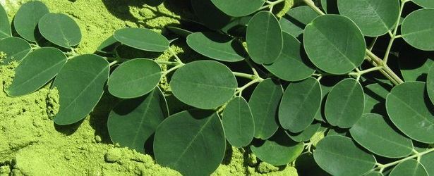 More Than Amazing Moringa