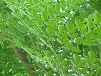 Never Try Moringa Without First Knowing the Facts